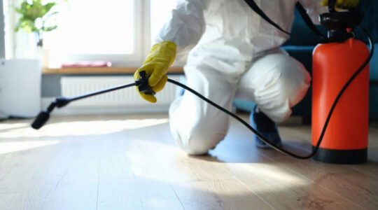 débarrasser des insectes