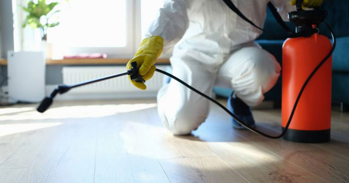 débarrasser des insectes